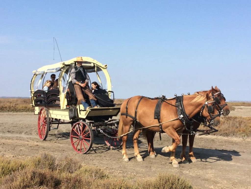 Balade en calèche traditionnelle en Camargue aux Saintes Maries de la Mer